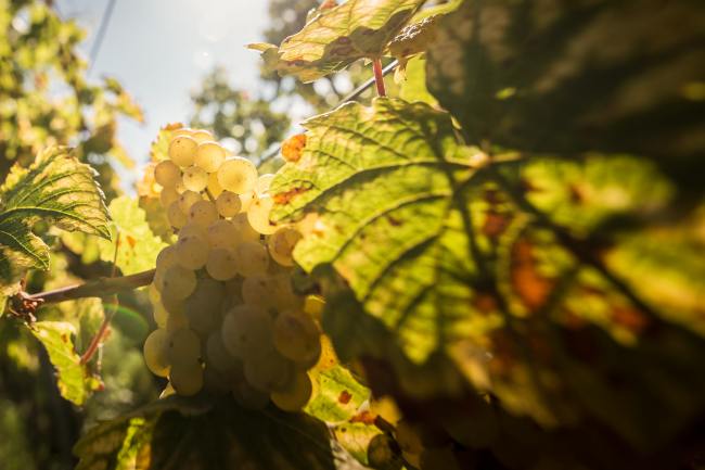 Weik - Produktfotografie, Wein Fotografie WEIK_04_2017