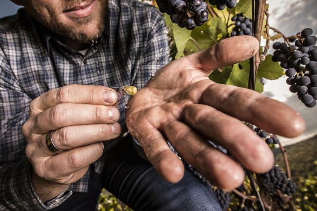 Referenz Weingut BAMBERGER - Produktfotografie WEINGUT_BAMBERGER_07_2017