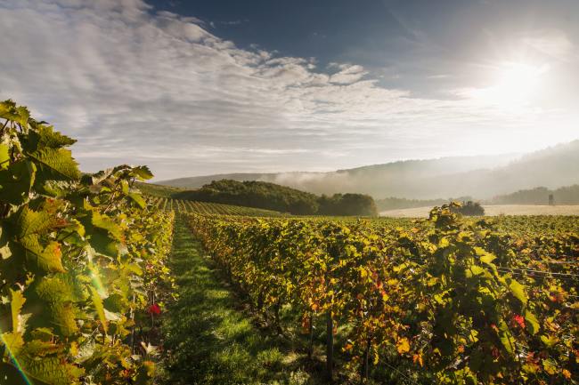Referenz Weingut BAMBERGER - Produktfotografie WEINGUT_BAMBERGER_02_2017