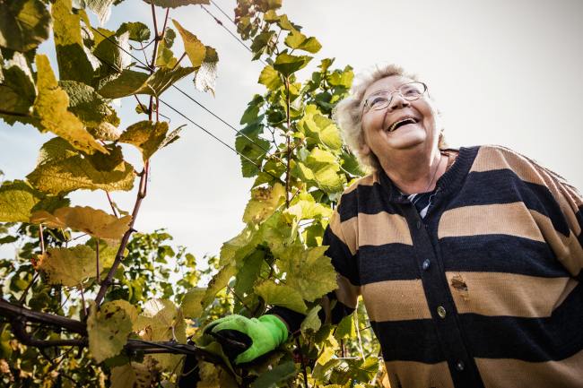 Referenz Weingut BAMBERGER - Produktfotografie WEINGUT_BAMBERGER_1013_2017