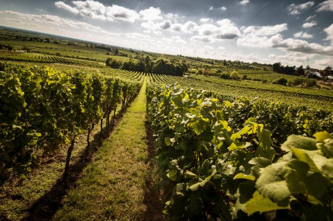 Weik - Produktfotografie, Wein Fotografie WEIK_05_2017