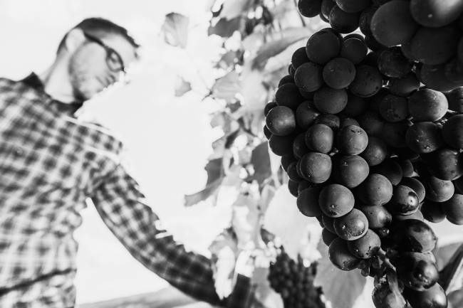 Referenz Weingut BAMBERGER - Produktfotografie WEINGUT_BAMBERGER_04_2017