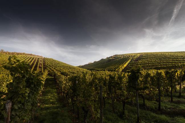 Referenz Weingut BAMBERGER - Produktfotografie WEINGUT_BAMBERGER_01_2017
