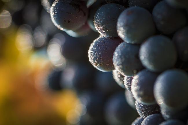 Referenz Weingut BAMBERGER - Produktfotografie WEINGUT_BAMBERGER_06_2017