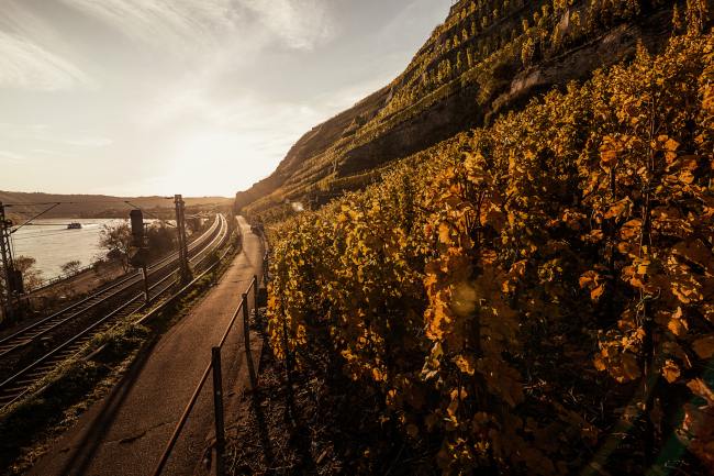 Wein Bilder - Mythos Mosel MM_008