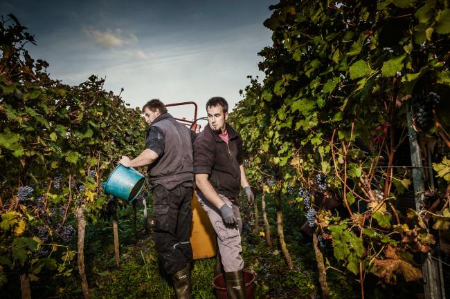 Völcker - Fotodesign VÖLCKER_002_Weinfotografie