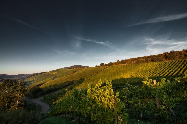 Referenz Weingut BAMBERGER - Produktfotografie WEINGUT_BAMBERGER_1014_2017