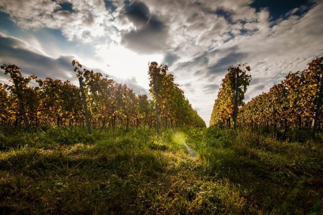 Völcker - Fotodesign VÖLCKER_003