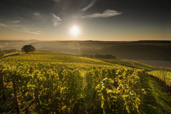Referenz Weingut BAMBERGER - Produktfotografie WEINGUT_BAMBERGER_1012_2017