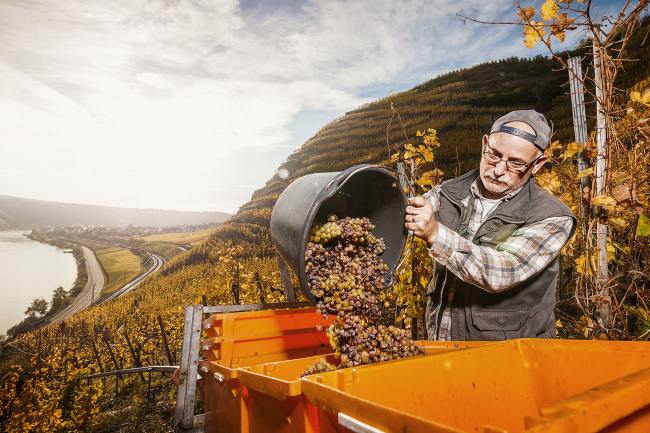 Wein Bilder - Mythos Mosel MM_007