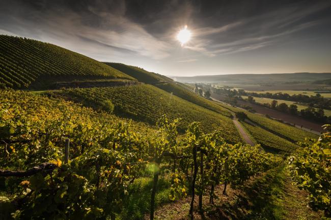 Referenz Weingut BAMBERGER - Produktfotografie WEINGUT_BAMBERGER_1011_2017
