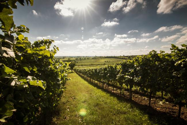 Weik - Produktfotografie, Wein Fotografie WEIK_1010_2017