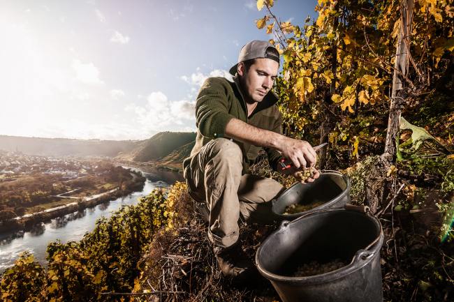 Wein Bilder - Mythos Mosel MM_006